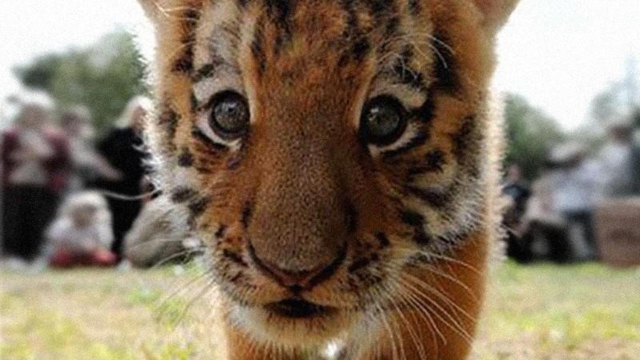 It’s better to be a tiger for a day …